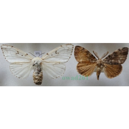 Lymantria dispar (Linnaeus, 1758) pair Brudnica nieparka Czech88j